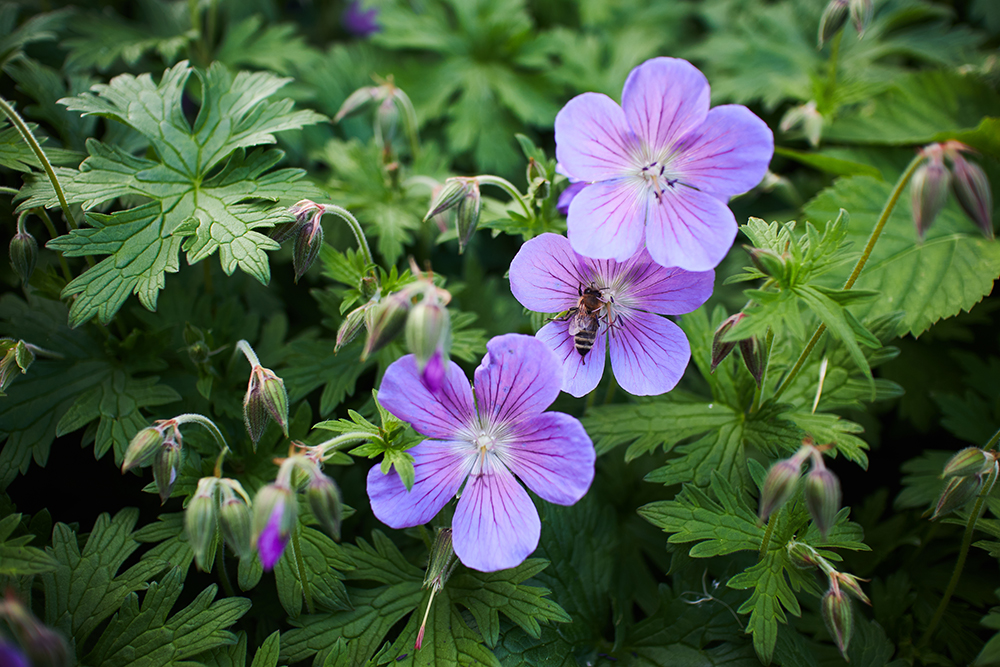 geranium