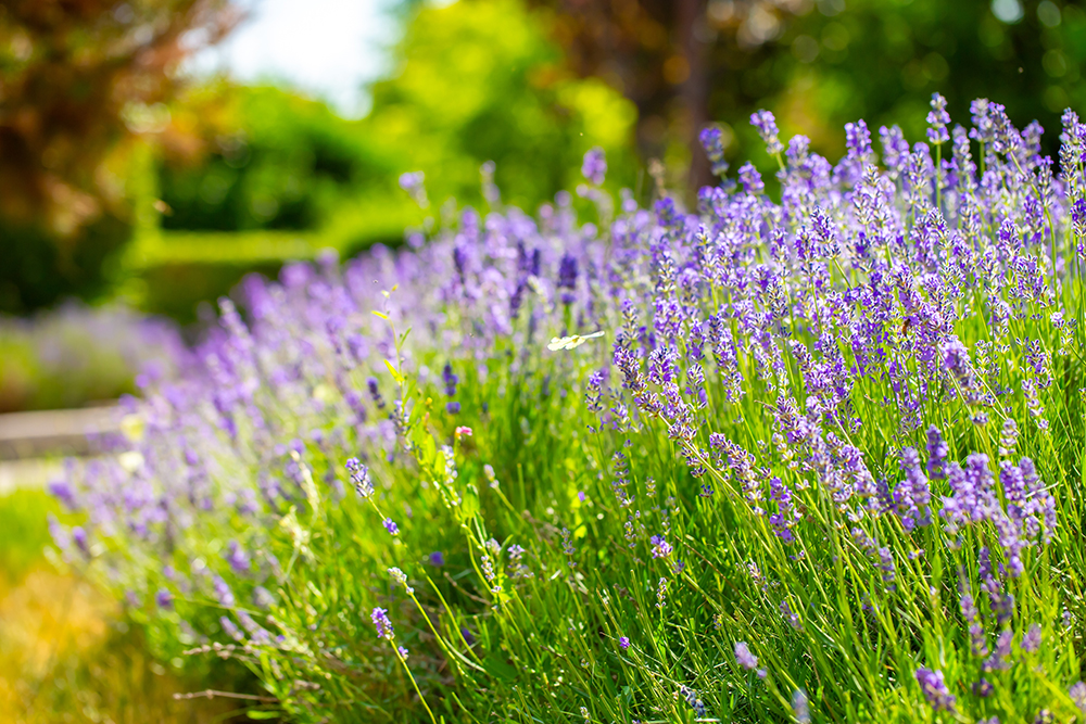 lavendel